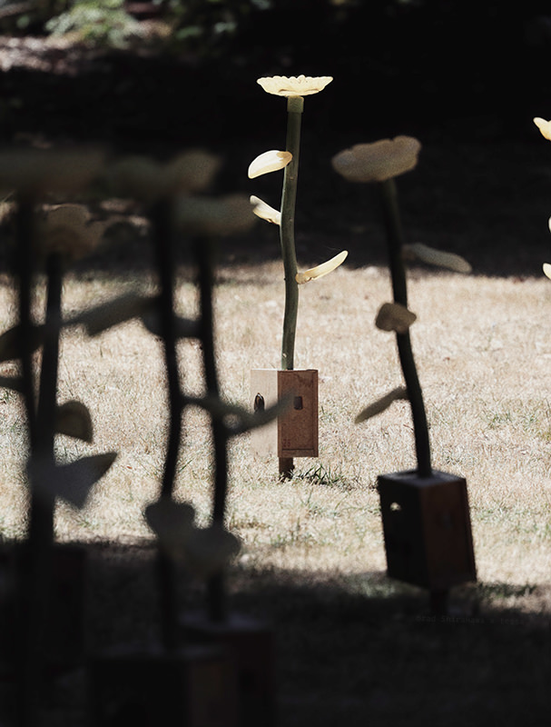 Audiovisual floral art installation, adapted from photo by Brad Shirakawa